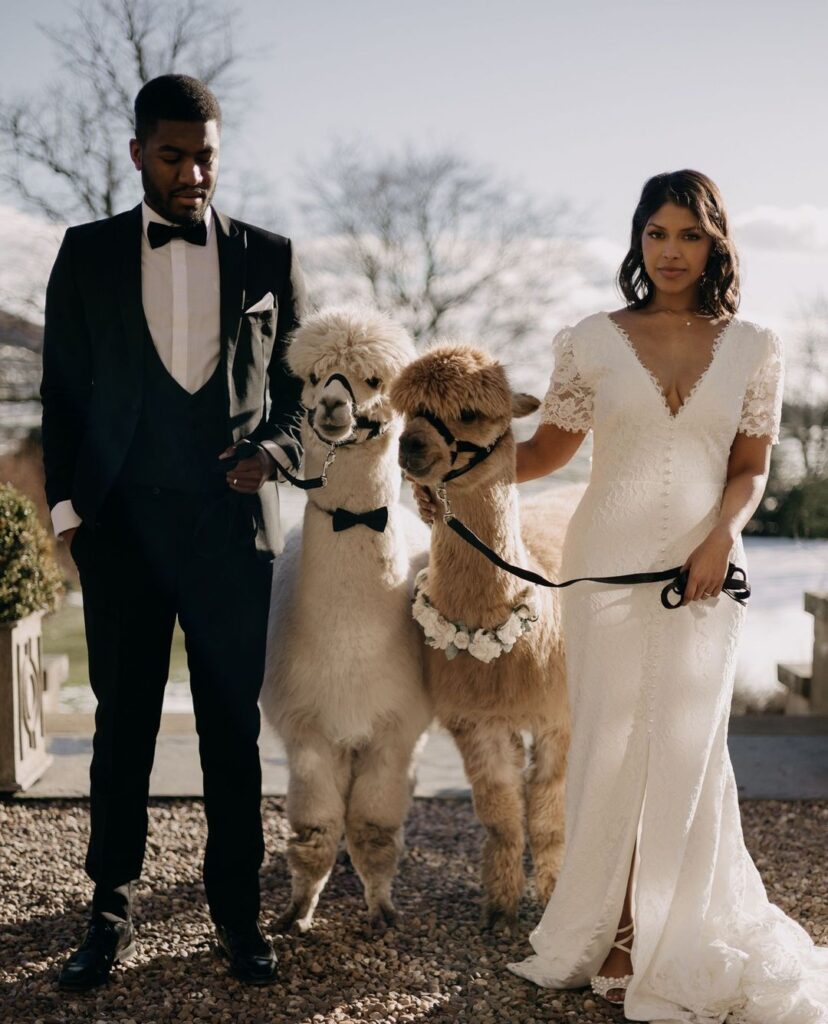 It's impossible to keep a smile off your face when you are around fluffy wedding alpacas | Feathers & Florence | Wedding Dress Preston